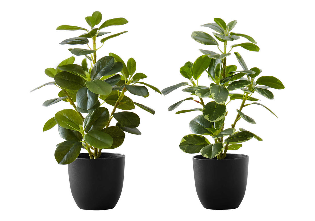 Artificial Plant, 14" Tall, Ficus, Indoor, Faux, Fake, Table, Greenery, Potted, Set Of 2, Decorative, Green Leaves, Black Pots Green Foam Plastic