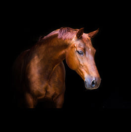 Oppidan Home "Pensive Mare" Acrylic Wall Art 32"H X 48"W Multicolor Acrylic