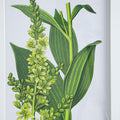 Set Of 4 Botanical Flower Wall Art, Home Decor For Living Room, Dining Room, Bedroom, Hallway, 20