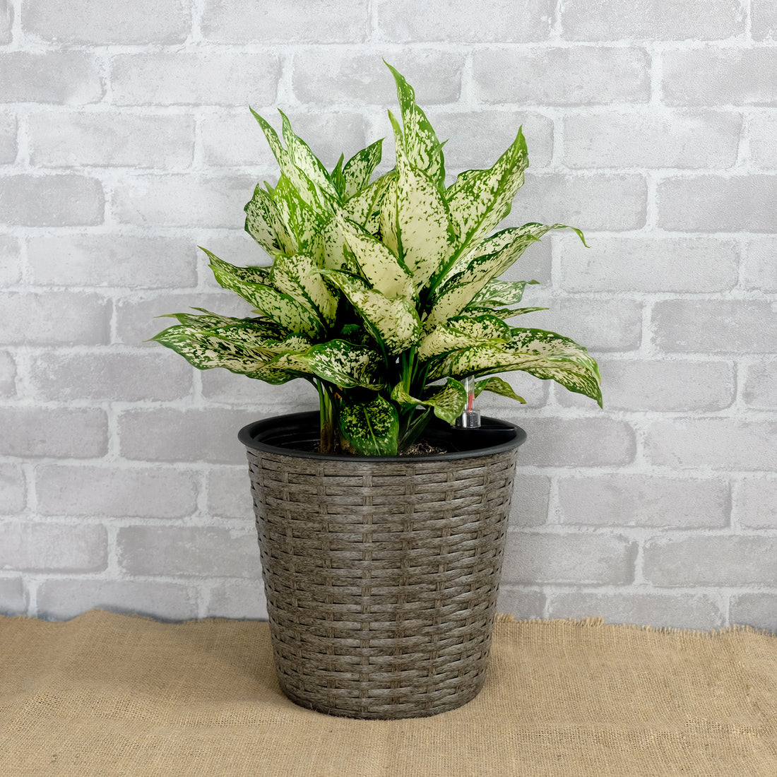 10.2" Self Watering Wicker Decor Planter For Indoor And Outdoor Round Grey Gray Plastic Rattan