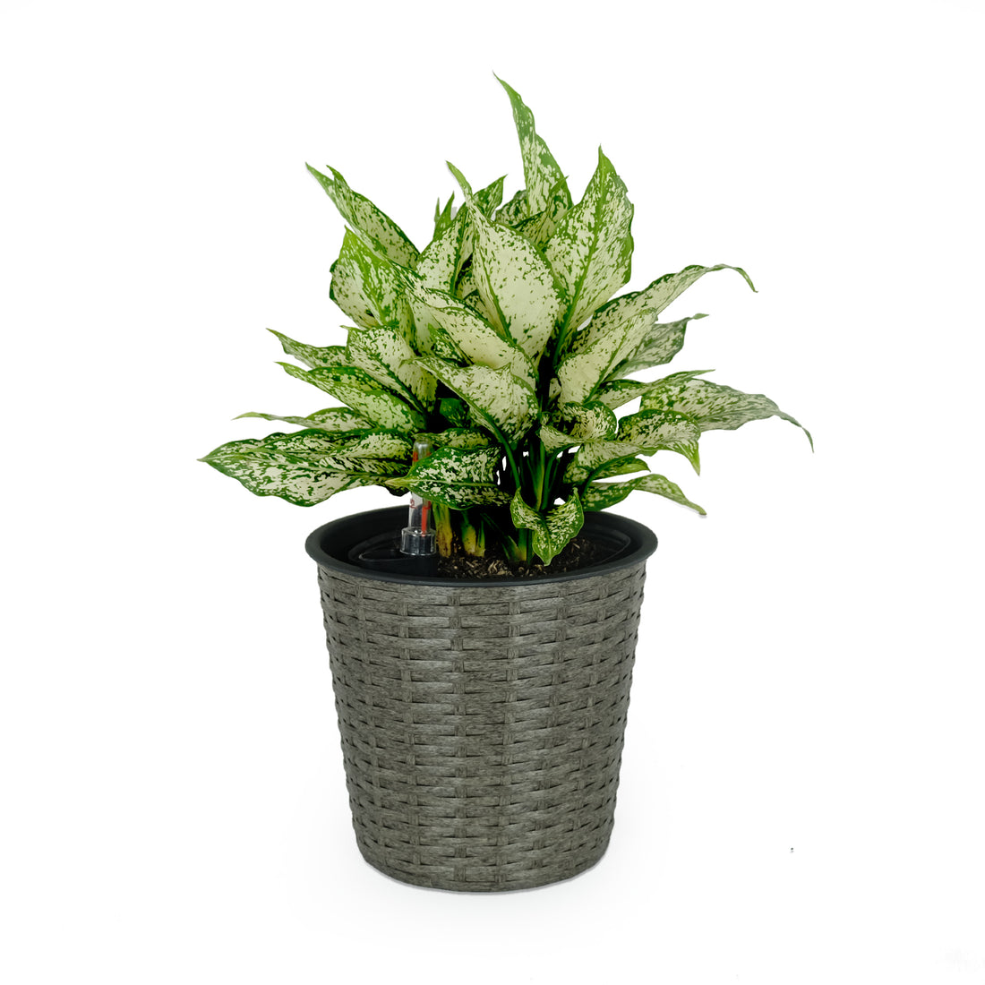 10.2" Self Watering Wicker Decor Planter For Indoor And Outdoor Round Grey Gray Plastic Rattan