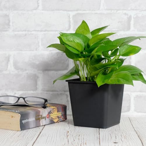 6.3" Square Nursery Plant Pot Garden Plastic Pots With Drainage 5 Pack Black Plastic