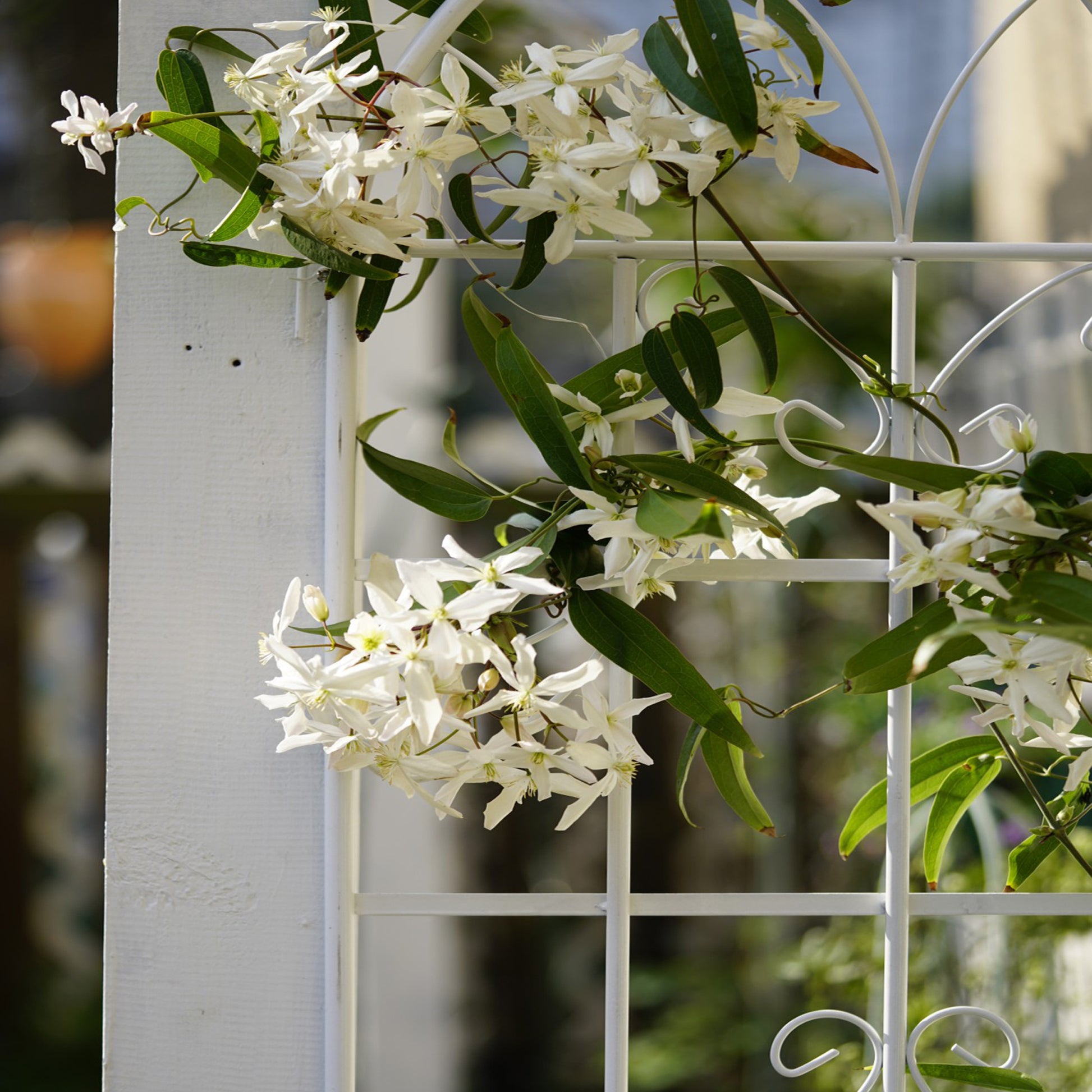 2 Pack Metal Garden Trellis 71" X 19.7" Rustproof Trellis For Climbing Plants Outdoor Flower Support Cream White Cream White Iron