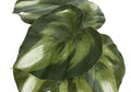 Artificial Plant, 13