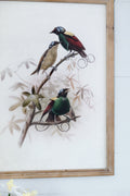 S 2 Bird Framed Print, 19.5X27.5