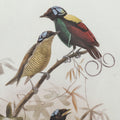 S 2 Bird Framed Print, 19.5X27.5