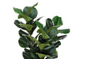 Artificial Plant, 32