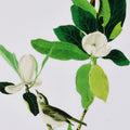 Magnolia Blooms Wall Art On Wooden Base, Multicolor, Set Of 2 White Green Wood