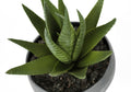 Artificial Plant, 6